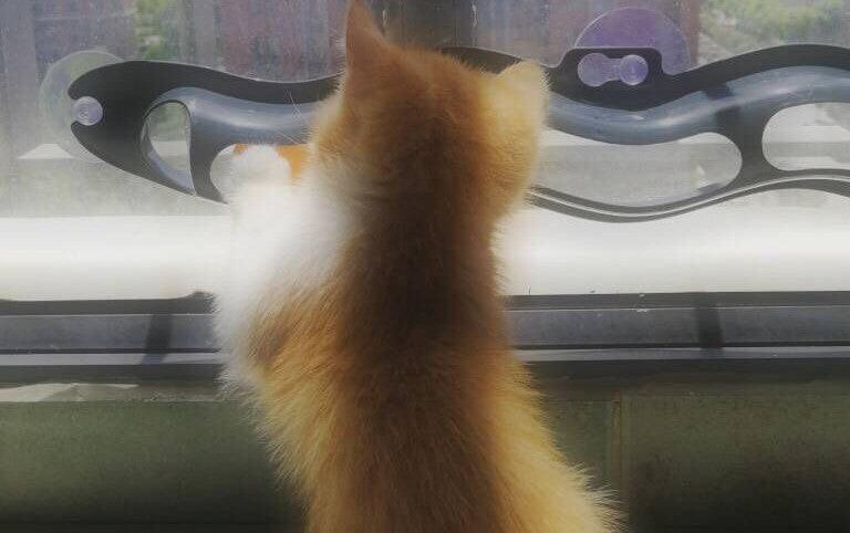 Windowsill Pets Toy Cat Track Ball Pet Products-3