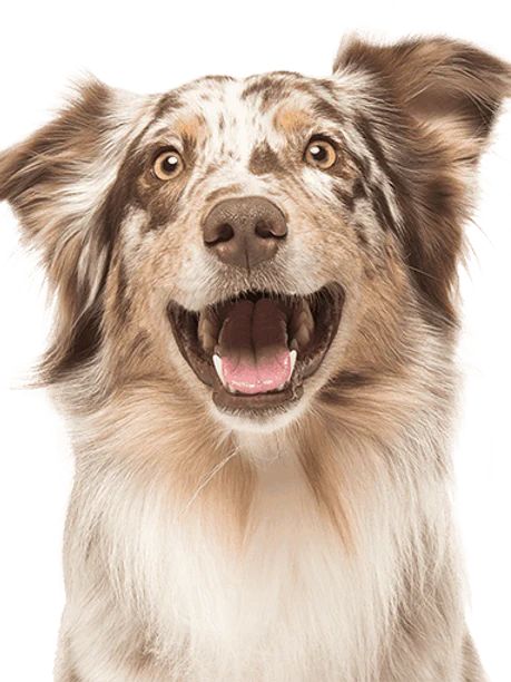 NEW!! CBD Calming Treats-1