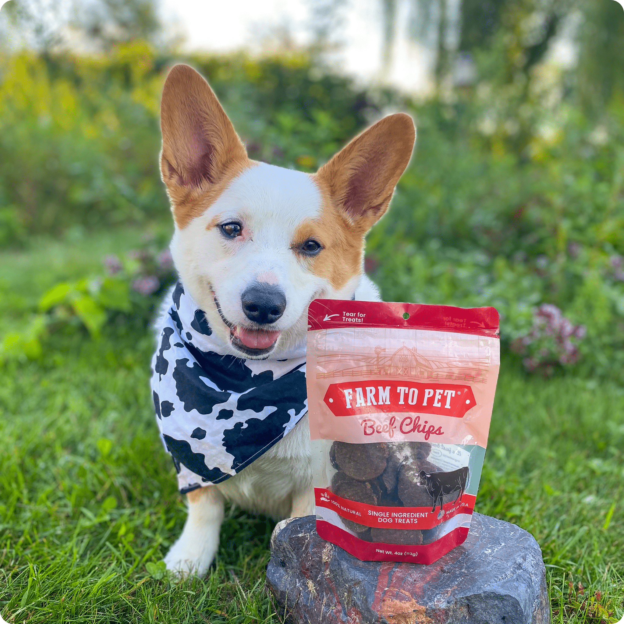 Beef Chips Dog Treats | Single-Ingredient Healthy Treats for Dogs-3