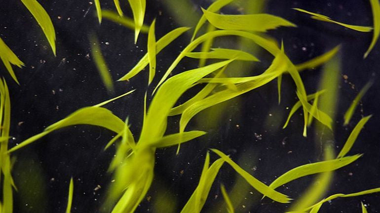 PRECIOUS KLAMATH ORGANIC 2000mg - High Nutrition Food Supplement-5